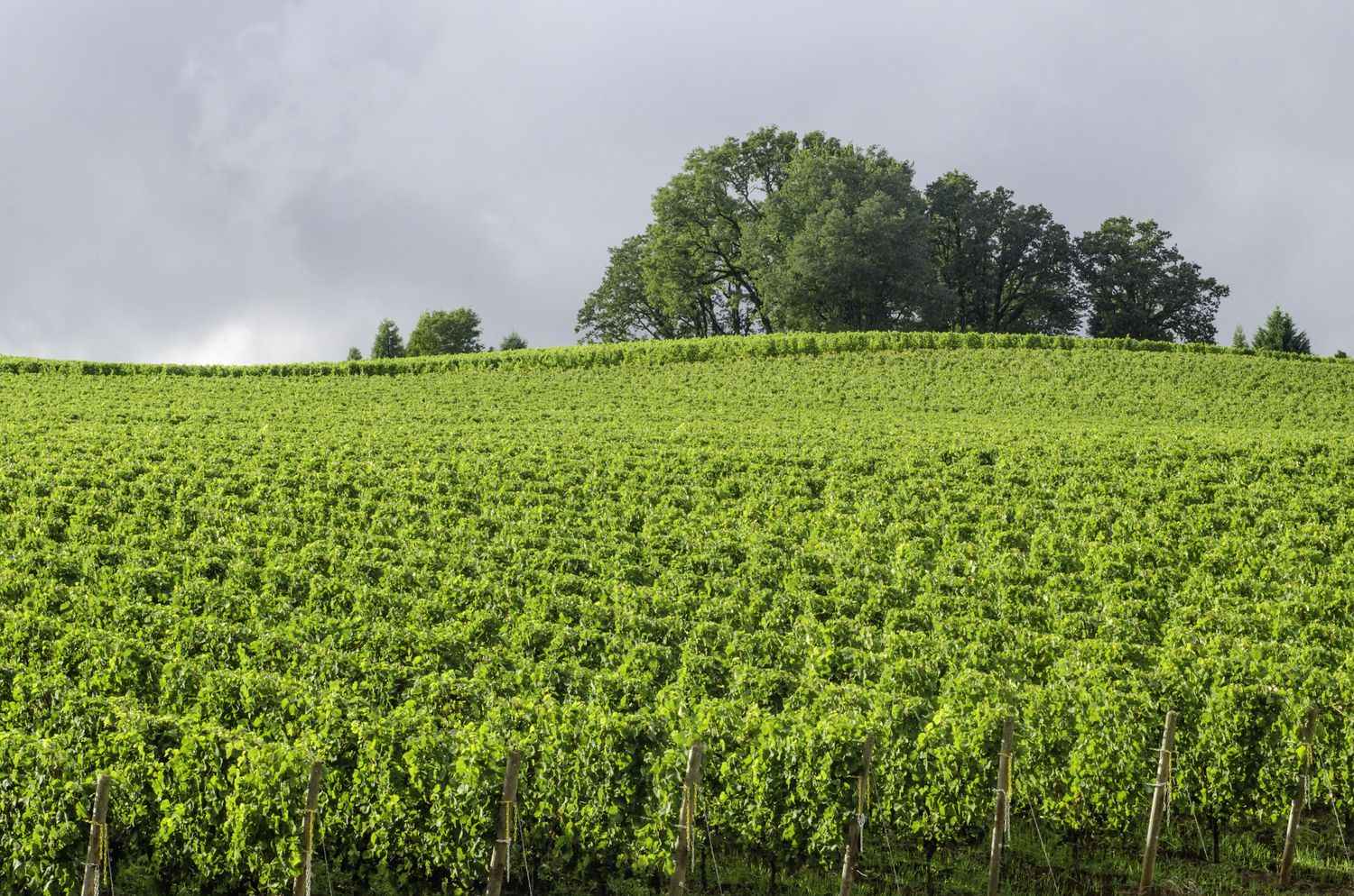 Agricultural Technology Bright Green Partners