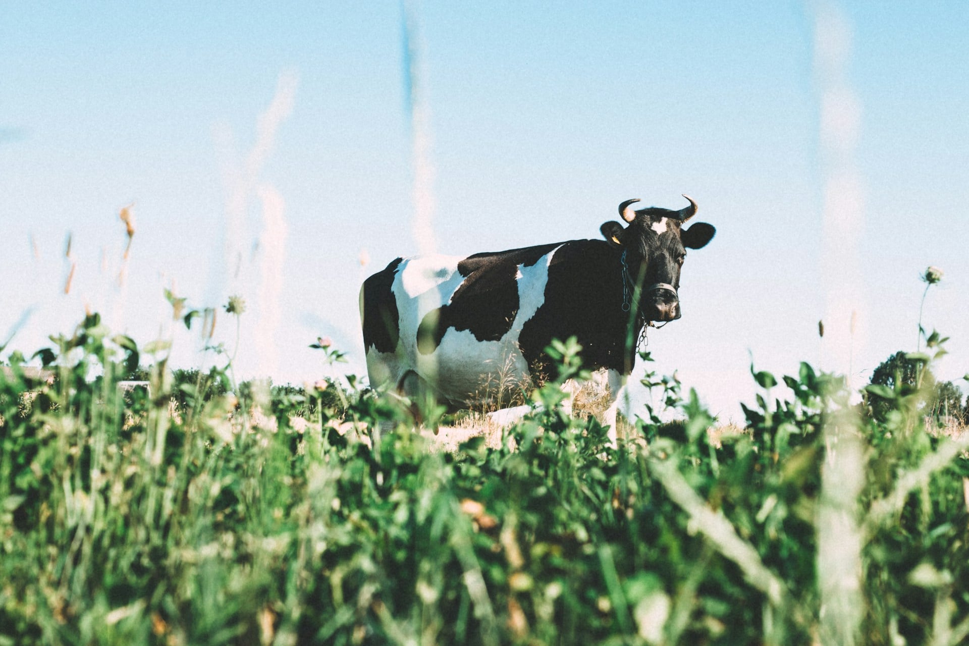 cow on a field