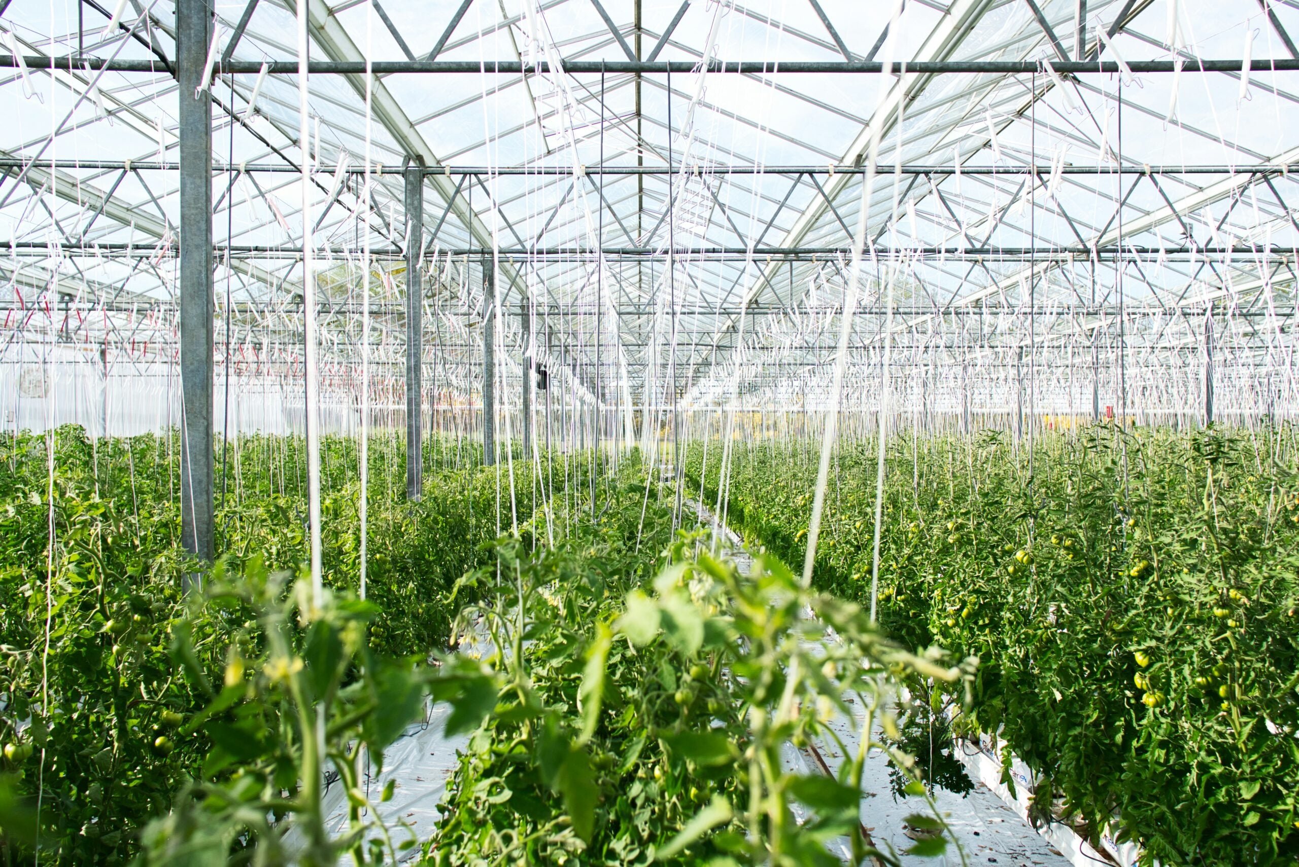 greenhouse with green plants