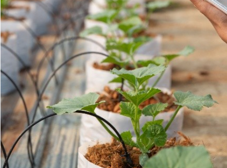 Agricultural biotechnology - Bright Green partners