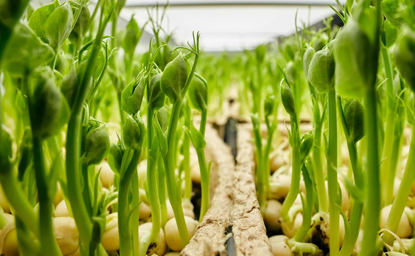 Alternative protein and ingredients Bright Green Partners