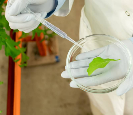 Novel food processing Bright Green Partners