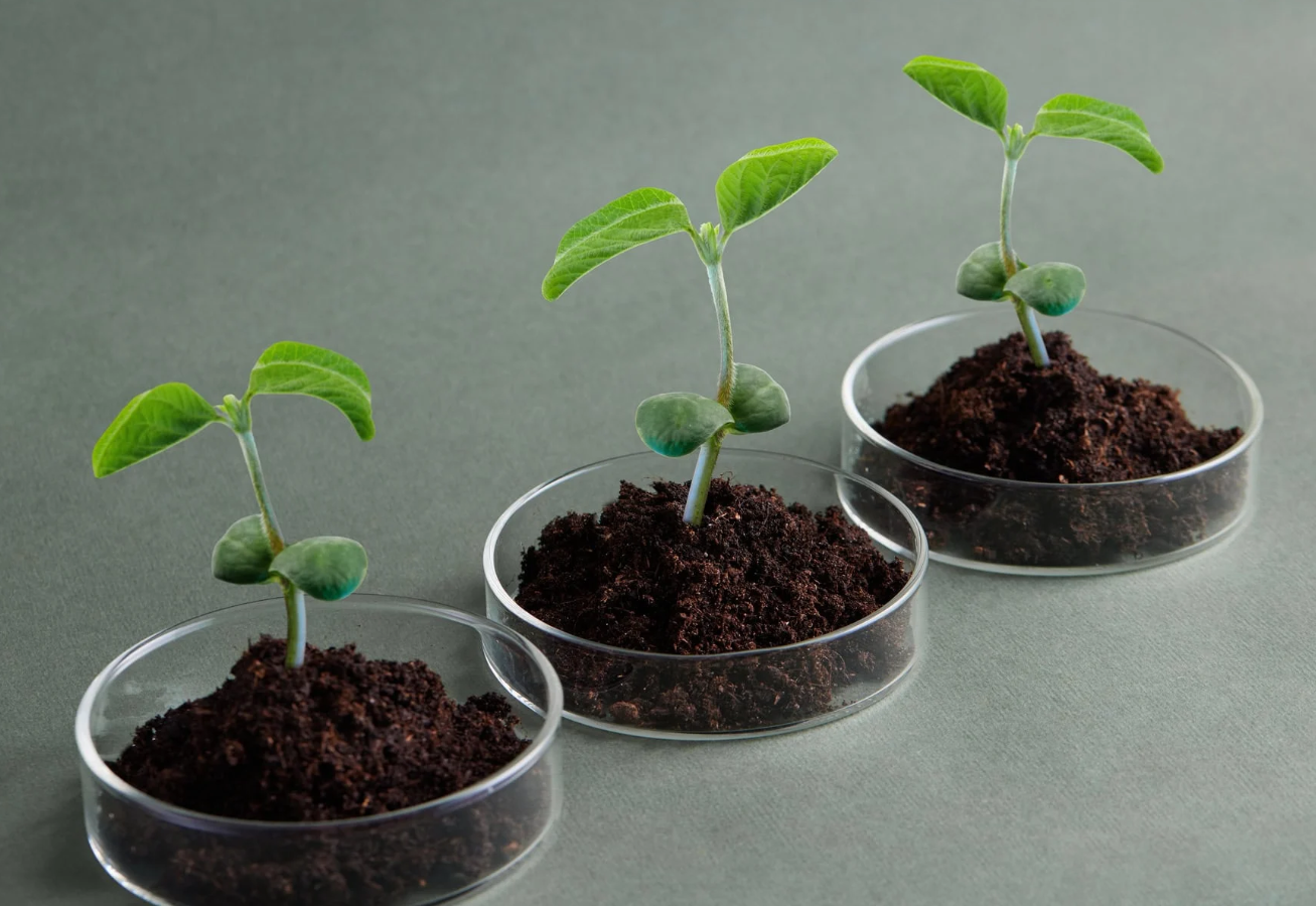 Novel food processing tech Bright Green Partners