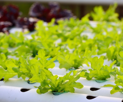 Upcycling valorization - Bright Green Partners