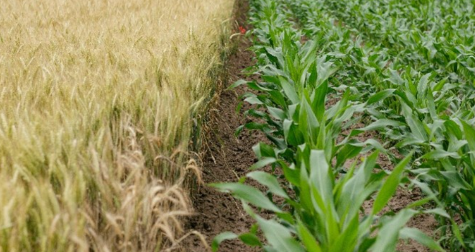 Precision agriculture vegetables - Bright Green partners